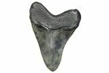 Fossil Megalodon Tooth - South Carolina #272488-1